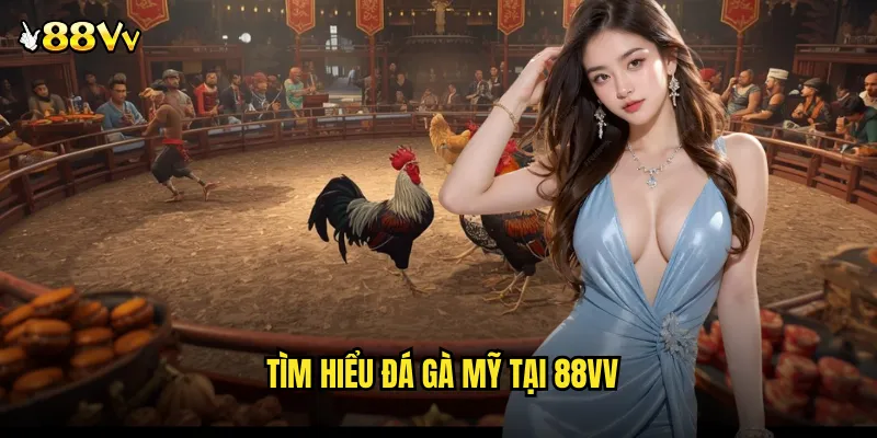 Đá Gà Mỹ 88VV Đẳng Cấp Quốc Tế Với Những Chiến Binh Bất Bại 2 Tìm Hiểu Đá Gà Mỹ Tại 88VV