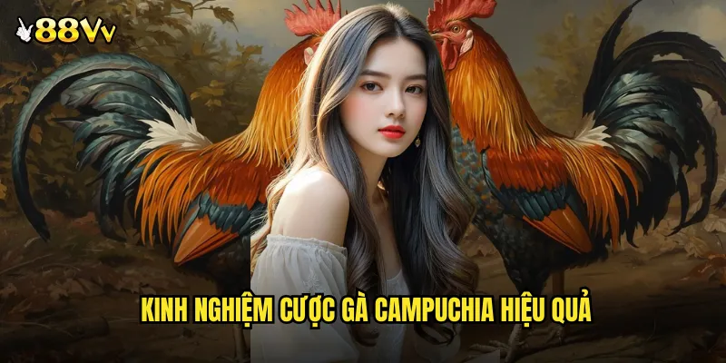 Đá Gà Campuchia 88VV Khám Phá Xứ Sở Chùa Tháp Huyền Bí 3 Kinh Nghiệm Cược Gà Campuchia Hiệu Quả