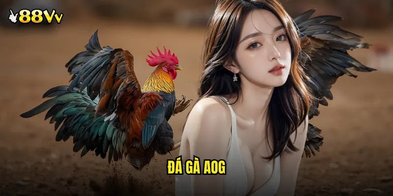 đá gà AOG