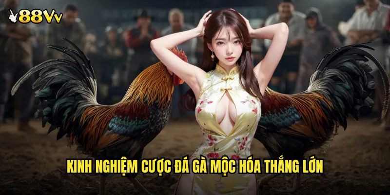 Đá Gà Mộc Hóa 88VV Tinh Túy Võ Thuật An Giang Bất Bại 3 Kinh Nghiệm Cược Đá Gà Mộc Hóa Thắng Lớn